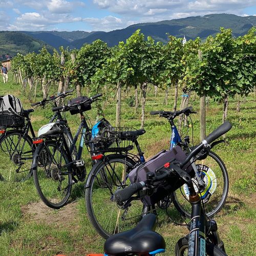 E-Bikes für Touren und Verleih in Wien